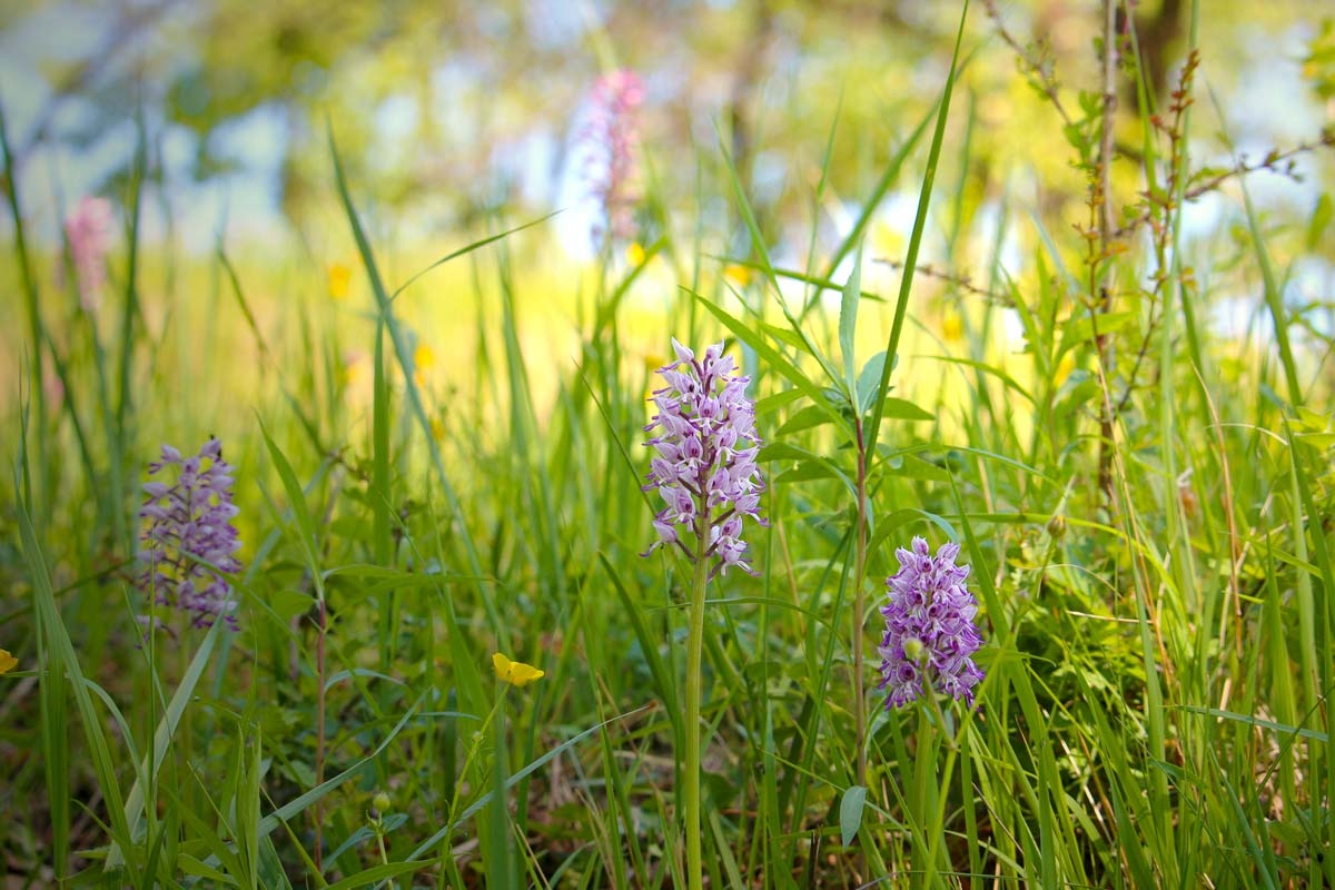 Kaiserstuhl: das geheime Tal der Orchideen